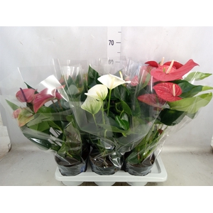 Anthurium   ...mix