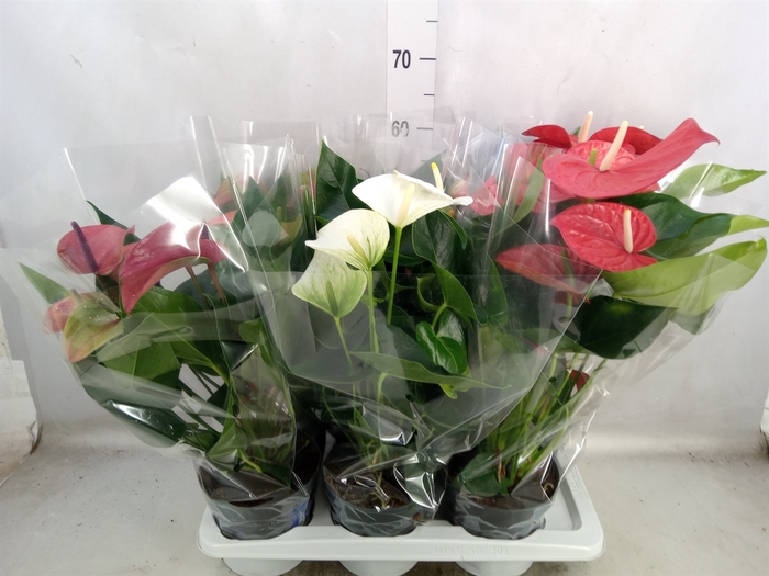 Anthurium   ...mix