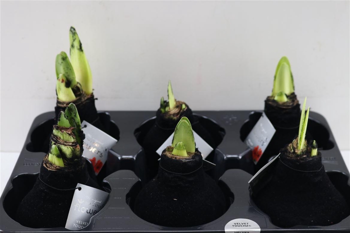 <h4>Wax Hipp Velvet Black</h4>