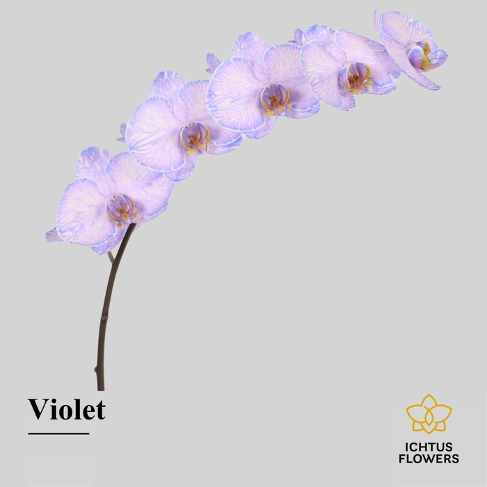 <h4>Phalaenopsis</h4>