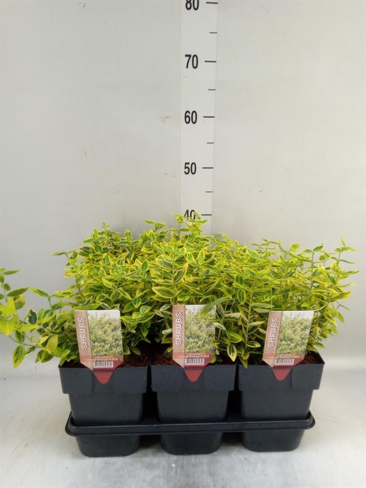 <h4>Euonymus fortunei 'Emerald n Gold'</h4>