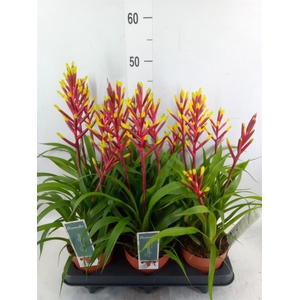 Guzmania  'Misty'