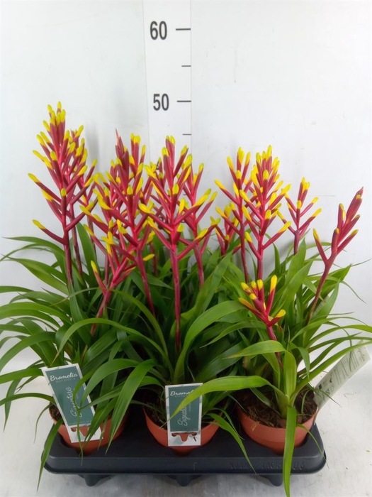 <h4>Guzmania  'Misty'</h4>