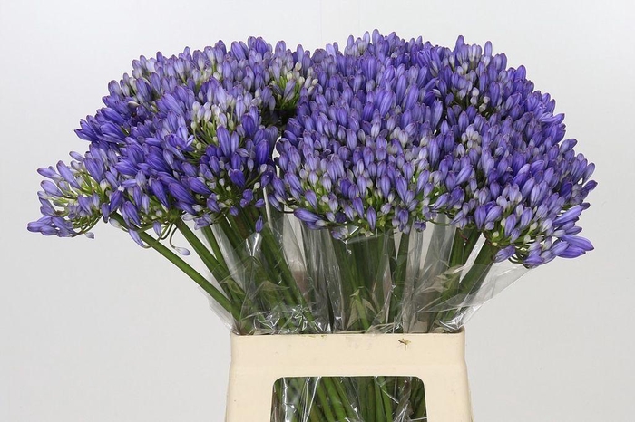 <h4>Agapanthus EYFORI Blue</h4>