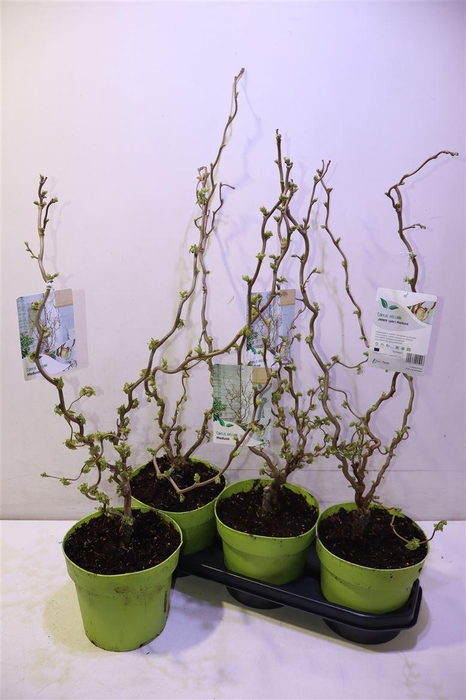<h4>Corylus A Contorta</h4>