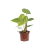 PHILODENDRON NANGARITENSE P15