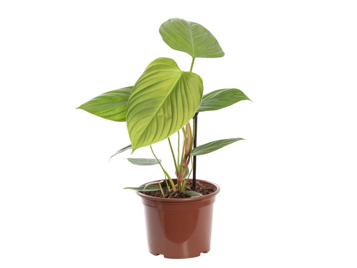 <h4>PHILODENDRON NANGARITENSE P15</h4>