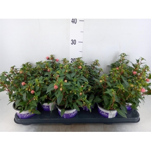 Fuchsia  'Bella Fuchsia Sacha'