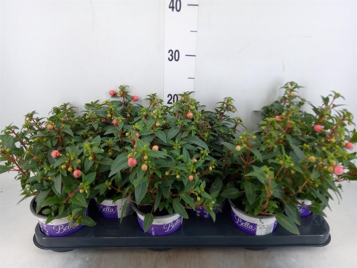 <h4>Fuchsia  'Bella Fuchsia Sacha'</h4>