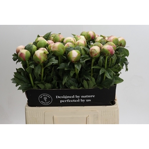 Paeonia Colonel Owen Cousins