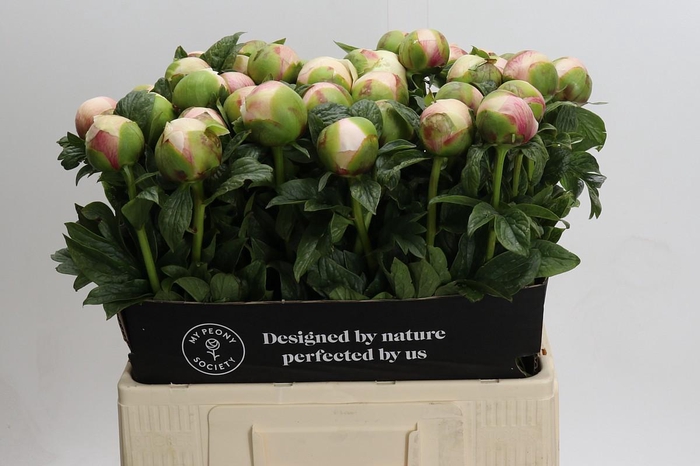 <h4>Paeonia Colonel Owen Cousins</h4>