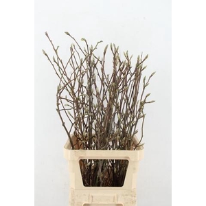 MAGNOLIA SOULANGEANA 100CM