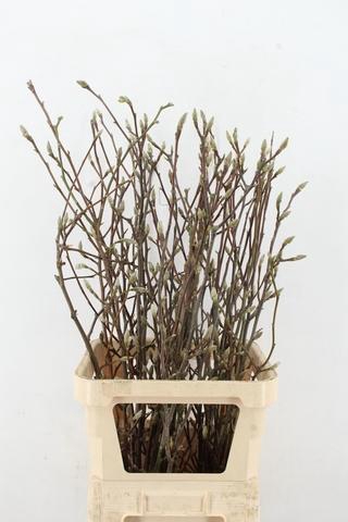 <h4>MAGNOLIA SOULANGEANA 100CM</h4>