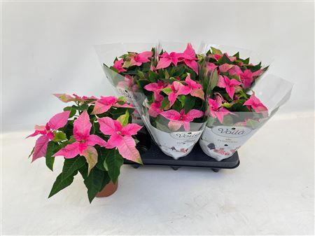 <h4>Euphor P Pri Ho Pink 5+</h4>