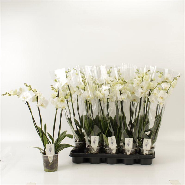 <h4>PHAL OV WIT</h4>