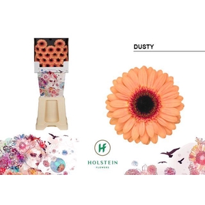 Germini Dusty Diamond