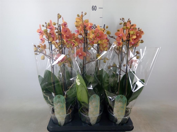 <h4>Phalaenopsis multi. 'FC SunsetLove'</h4>