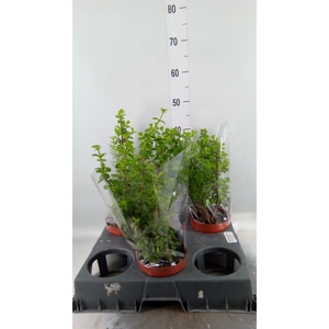 Portulacaria afra