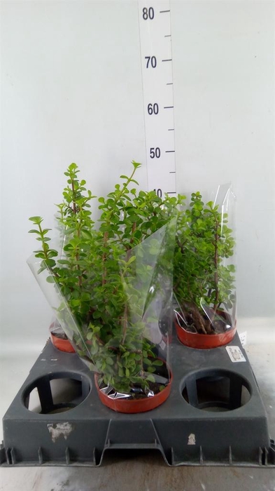 <h4>Portulacaria afra</h4>