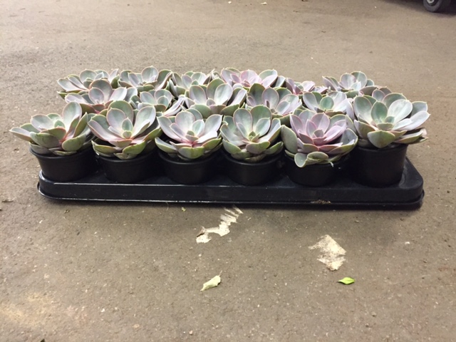 Echeveria pearl van neurenberg 10,5 cm