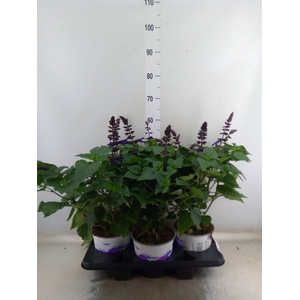 Salvia  'Salgoon Lake Blueberry'