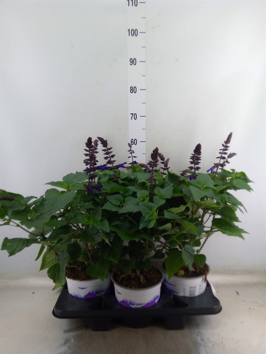 <h4>Salvia  'Salgoon Lake Blueberry'</h4>