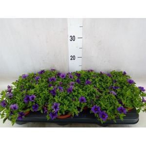 Calibrachoa  'Minifam Dk Blue'