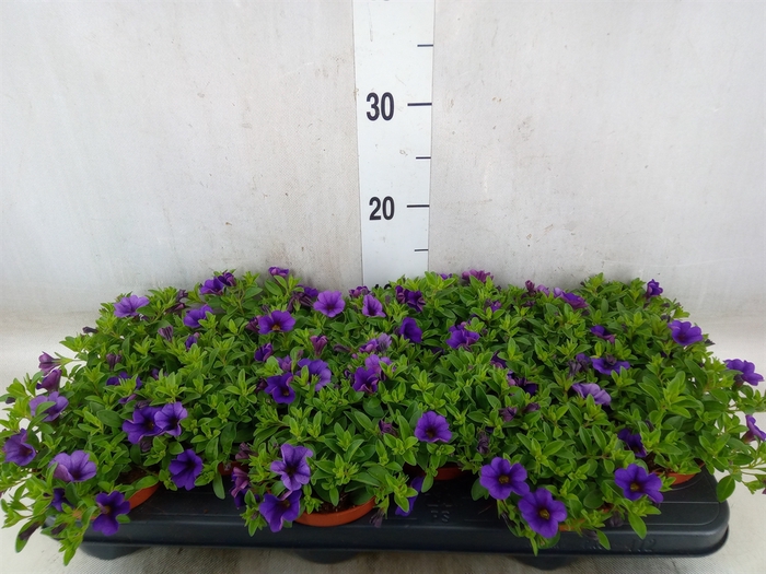 <h4>Calibrachoa  'Minifam Dk Blue'</h4>