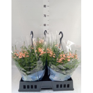 Diascia  'Flying Colors Dp Salmon'