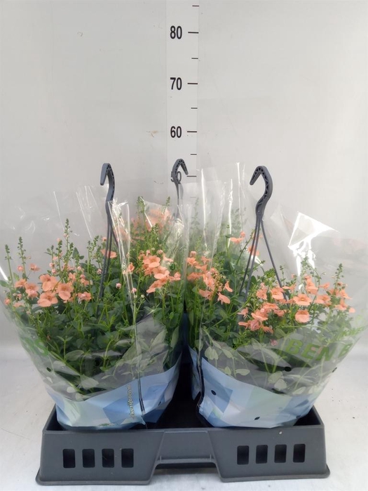 <h4>Diascia  'Flying Colors Dp Salmon'</h4>