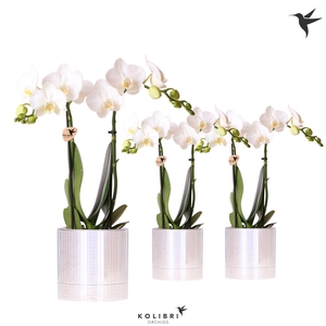 Kolibri Orchids Phalaenopsis white 2 spike in Disco pot