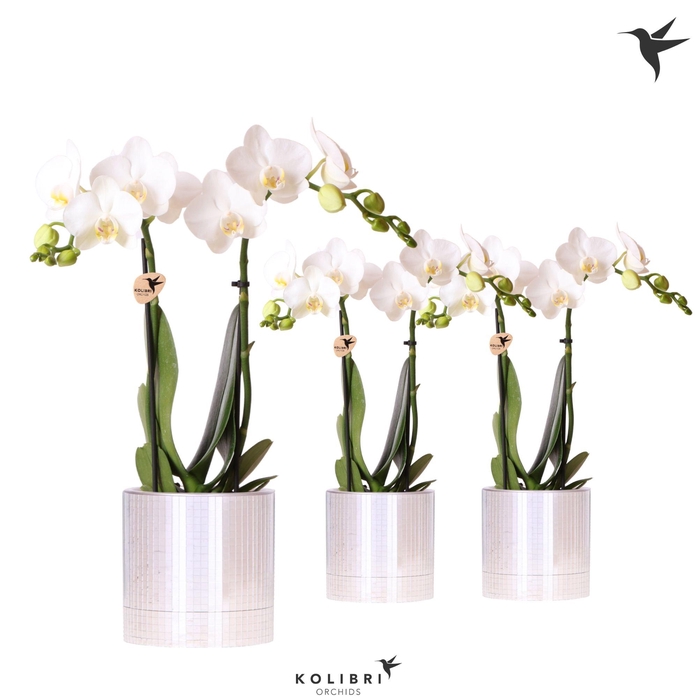 <h4>Kolibri Orchids Phalaenopsis white 2 spike in Disco pot</h4>