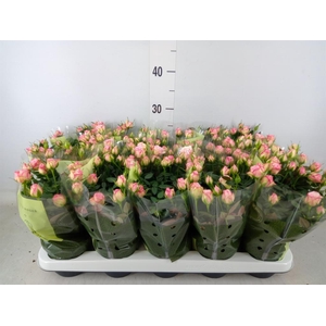 Rosa  'Carousel Kordana'