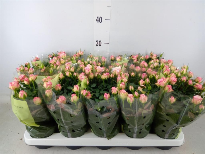 <h4>Rosa  'Carousel Kordana'</h4>