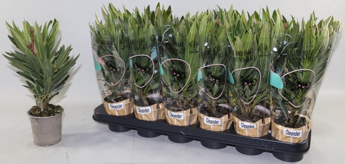 <h4>NERIUM OLEANDER OV</h4>