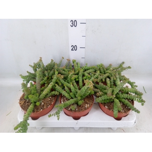 Crassula marnieriana
