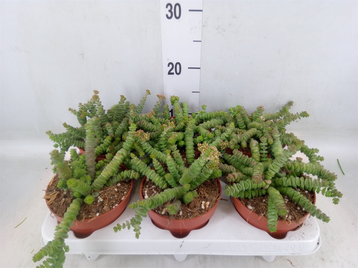 <h4>Crassula marnieriana</h4>