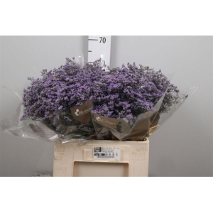 Limonium Utah Blue