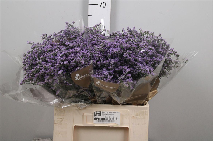 <h4>Limonium Utah Blue</h4>