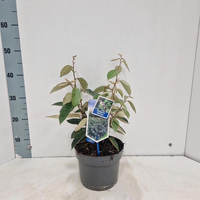 Elaeagnus ebbingei