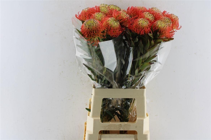 <h4>LEUCO CO SUCCESSION</h4>