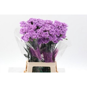 Dianthus st moonaqua