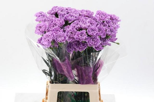 <h4>Dianthus st moonaqua</h4>