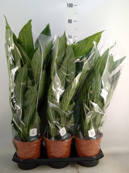 <h4>Spathiphyllum  'Bingo Cupido'</h4>