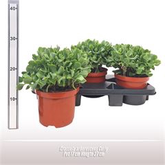 <h4>Crassula arborescens Curly</h4>