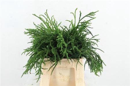 <h4>Conifeer Crypt. Rasen Sugi Per Bunc</h4>