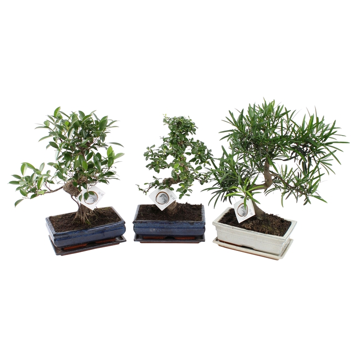 <h4>Bonsai Gemengd Keramiek</h4>