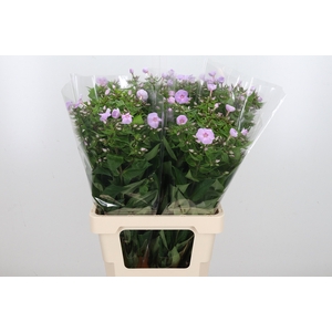 Phlox P Butterfly