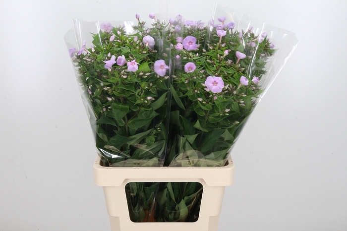 <h4>Phlox P Butterfly</h4>