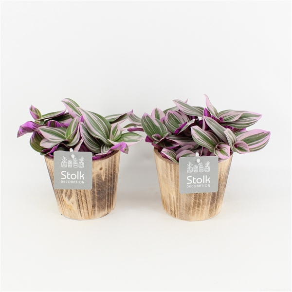 <h4>Tradescantia Nanouk In Wood bruin</h4>